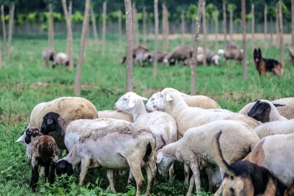 养殖什么比较好养，推荐肉鸽、养鹅等