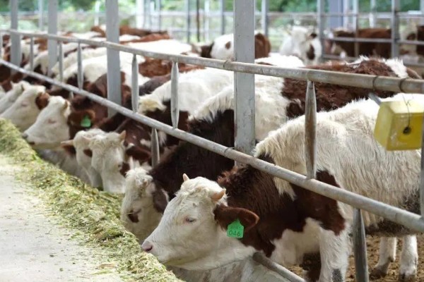 养殖什么比较好养，推荐肉鸽、养鹅等