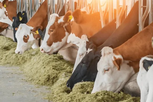 养殖什么比较好养，推荐肉鸽、养鹅等