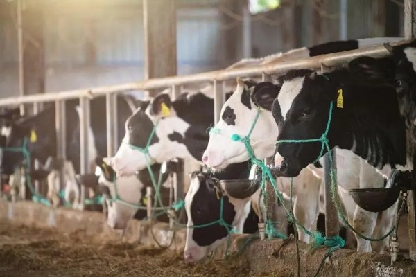 养殖什么比较好养，推荐肉鸽、养鹅等