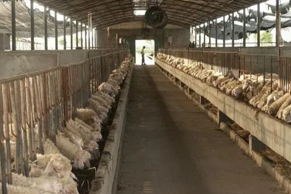 养殖什么比较好养，推荐肉鸽、养鹅等