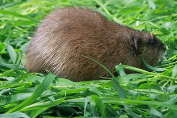 养殖什么比较好养，推荐肉鸽、养鹅等