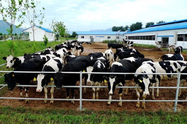 养殖什么比较好养，推荐肉鸽、养鹅等