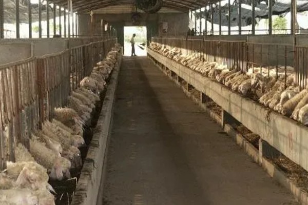 养殖什么比较好养，推荐肉鸽、养鹅等