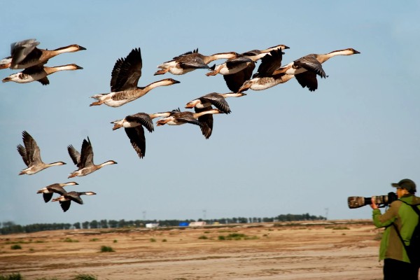 大雁分布在哪里，在中国、北美地区、欧亚大陆等地方都有分布