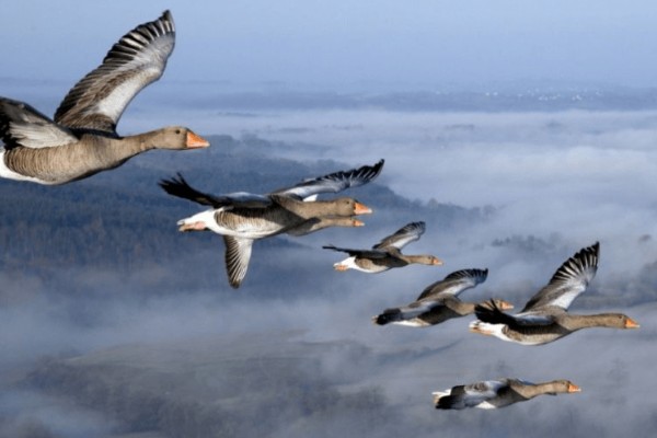 大雁分布在哪里，在中国、北美地区、欧亚大陆等地方都有分布