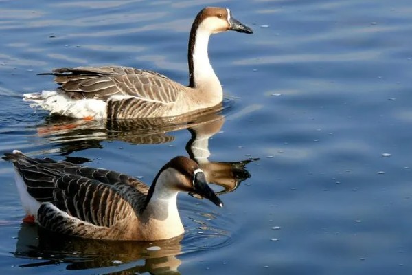 大雁分布在哪里，在中国、北美地区、欧亚大陆等地方都有分布