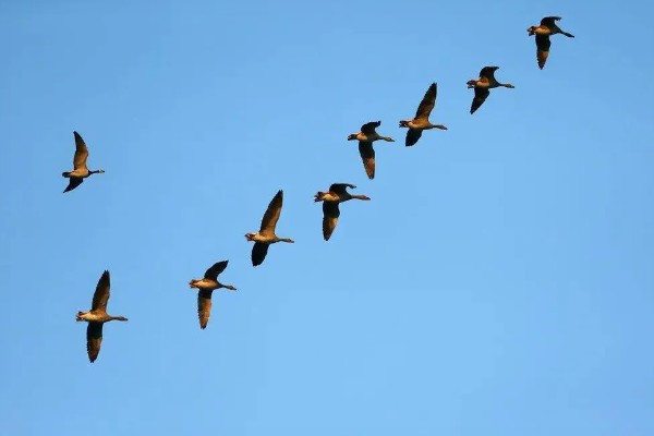 大雁分布在哪里，在中国、北美地区、欧亚大陆等地方都有分布