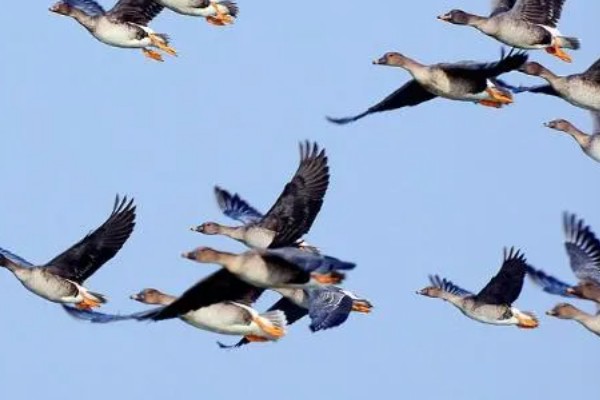 大雁分布在哪里，在中国、北美地区、欧亚大陆等地方都有分布