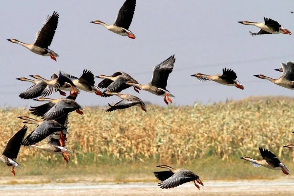 大雁分布在哪里，在中国、北美地区、欧亚大陆等地方都有分布