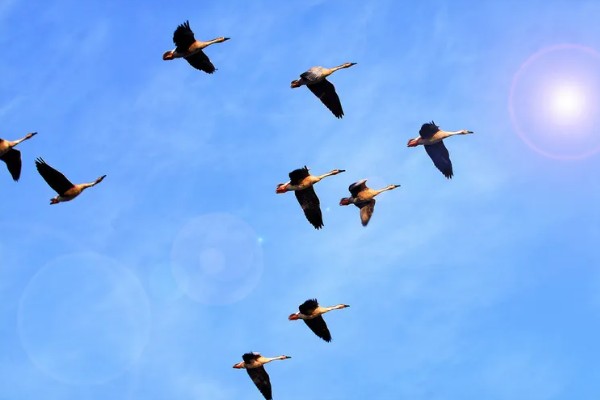 大雁分布在哪里，在中国、北美地区、欧亚大陆等地方都有分布