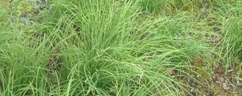 茖葱的采摘时间，5月上旬至6月初采收