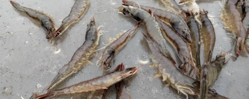 虾吃什么食物，幼虾以枝角类、桡足类浮游生物为食