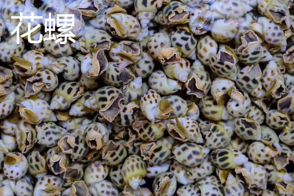 花螺的生活习性，是昼伏夜出的习性