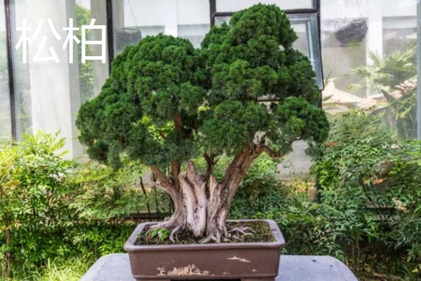 哪些树的叶片冬季也能保持绿色，松柏、橡皮树等品种四季常绿