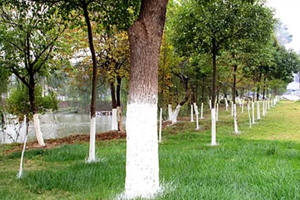 哪些树的叶片冬季也能保持绿色，松柏、橡皮树等品种四季常绿