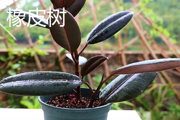 哪些树的叶片冬季也能保持绿色，松柏、橡皮树等品种四季常绿