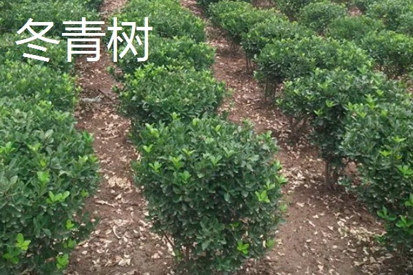 哪些树的叶片冬季也能保持绿色，松柏、橡皮树等品种四季常绿