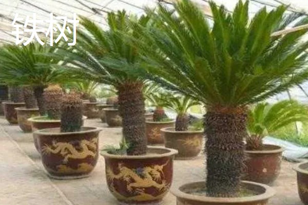 哪些树的叶片冬季也能保持绿色，松柏、橡皮树等品种四季常绿