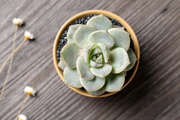 多肉植物是浇水还是喷雾,取决于时间和季节的来进行调整