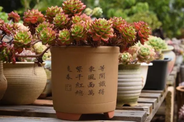 多肉植物是浇水还是喷雾,取决于时间和季节的来进行调整