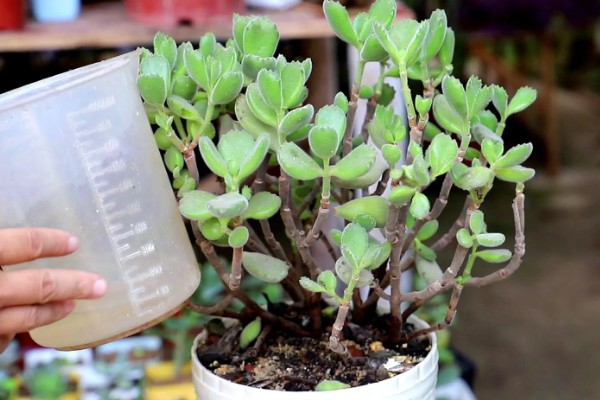 多肉植物是浇水还是喷雾,取决于时间和季节的来进行调整