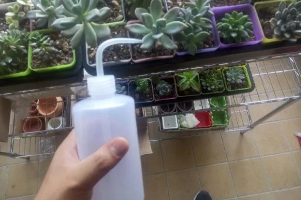多肉植物是浇水还是喷雾,取决于时间和季节的来进行调整