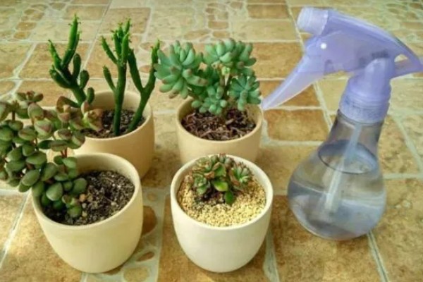 多肉植物是浇水还是喷雾,取决于时间和季节的来进行调整