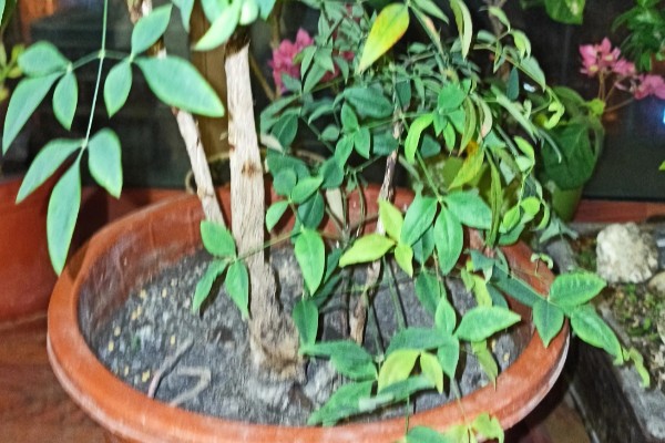 南天竹有什么寓意,代表健康长寿、纯洁忠贞等含义