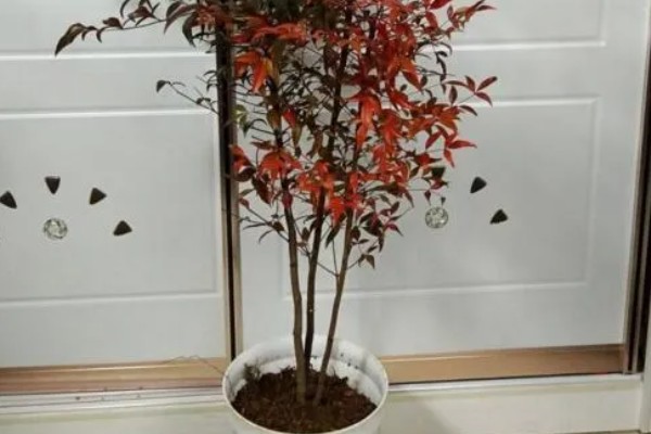 南天竹有什么寓意,代表健康长寿、纯洁忠贞等含义