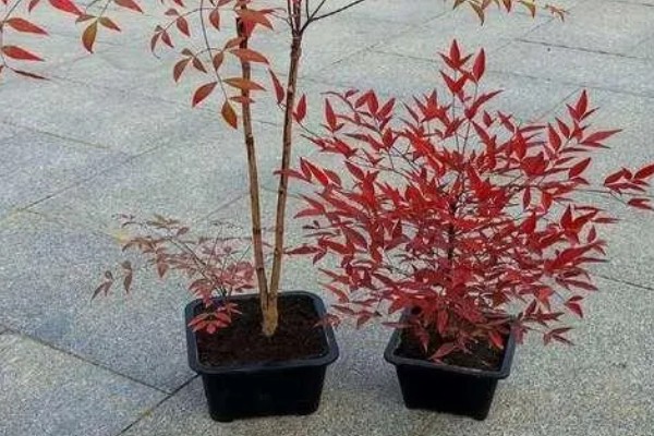 南天竹有什么寓意,代表健康长寿、纯洁忠贞等含义