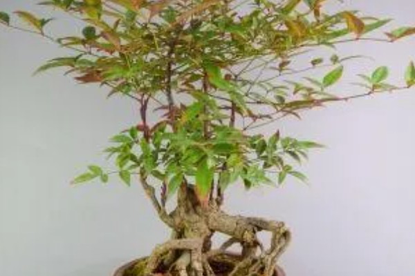 南天竹有什么寓意,代表健康长寿、纯洁忠贞等含义