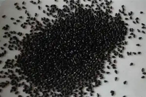 怎么种仙人掌,选择泥瓦盆、陶盆等容器种植