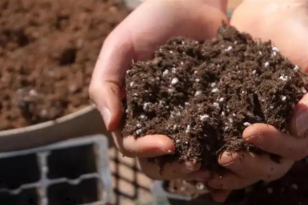 怎么种仙人掌,选择泥瓦盆、陶盆等容器种植