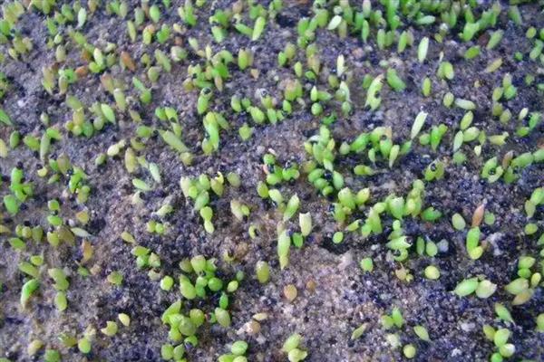 怎么种仙人掌,选择泥瓦盆、陶盆等容器种植