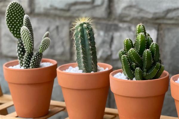 怎么种仙人掌,选择泥瓦盆、陶盆等容器种植