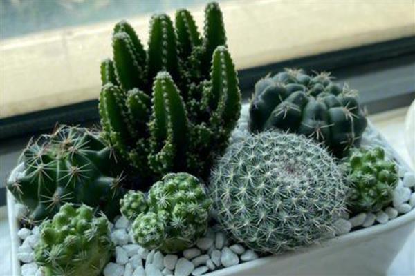 怎么种仙人掌,选择泥瓦盆、陶盆等容器种植