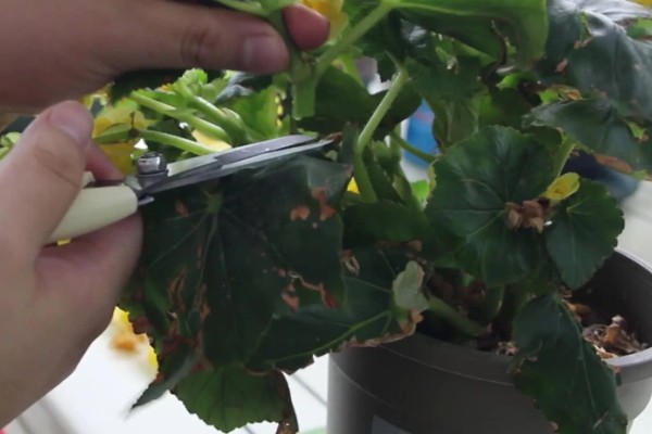 丽格海棠如何修剪，可以采取疏枝修剪的方式