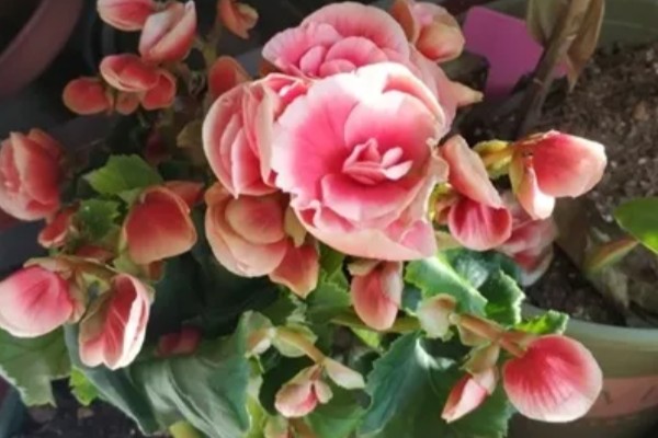 丽格海棠如何修剪，可以采取疏枝修剪的方式