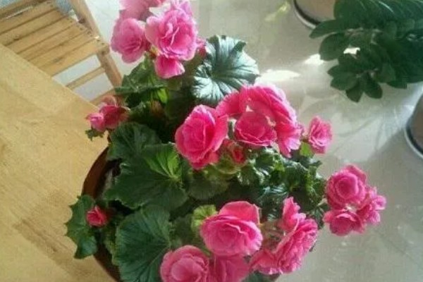 丽格海棠如何修剪，可以采取疏枝修剪的方式