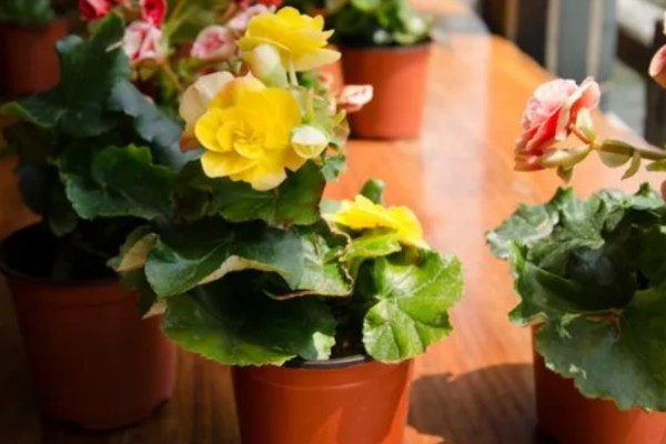 丽格海棠如何修剪，可以采取疏枝修剪的方式