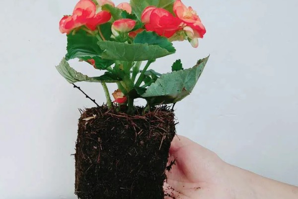 丽格海棠如何修剪，可以采取疏枝修剪的方式