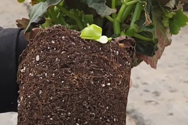 丽格海棠如何修剪，可以采取疏枝修剪的方式