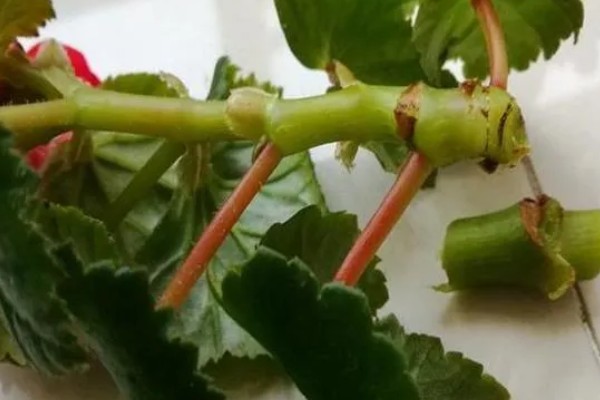 丽格海棠如何修剪，可以采取疏枝修剪的方式