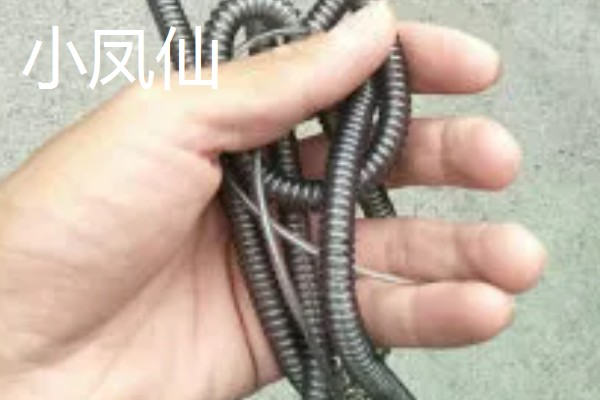 钓鱼失手绳的简介,可防止鱼竿被鱼拉入水中