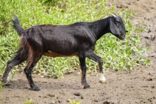 山羊的母羊有没有角,大部分母山羊均有细小的角