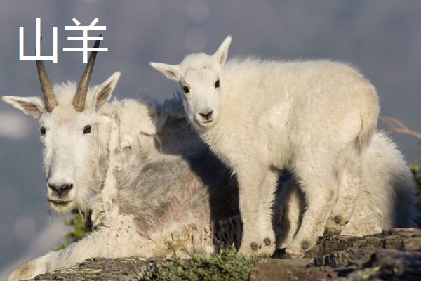 山羊的母羊有没有角,大部分母山羊均有细小的角