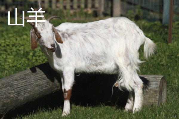 山羊的母羊有没有角,大部分母山羊均有细小的角