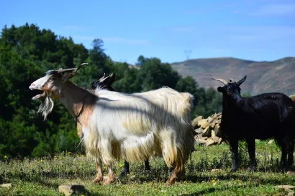 山羊的母羊有没有角,大部分母山羊均有细小的角