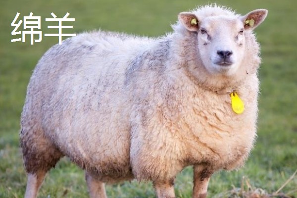 山羊的母羊有没有角,大部分母山羊均有细小的角